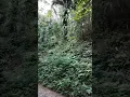Download Lagu NATURE SOUND - SUARA ALAM DAN BURUNG - ASMR #shorts