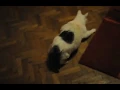 Dogukan Manco playing with Dumbo (behind the scenes TAXI DRIVER, Shortfilm)