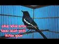 Download Lagu masteran kacer dada hitam malam hari