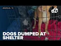 Dogs being dumped outside Amarillo animal shelter left in dangerous conditions
