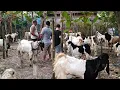 Download Lagu GA BAHAYA TA ? KAMBING KURBAN MULAI HARGA 3 JUTA DAPAT ISTIMEWA