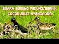 Download Lagu suara burung pekung/berkik