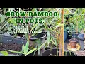 I Grow Bamboo in 20 Container Pots Here is What I learnt GROWING BAMBOO IN CONTAINER POTS TIPS