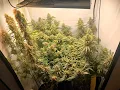 Master Kush White Seeds Indoor LED Grow Slideshow Day 1-49 part 1