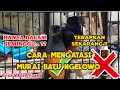 Download Lagu CARA MENGATASI MURAI BATU NGELOWO