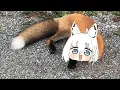 Fubuki fox is kawaii fox | Animal hololive