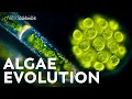 How Did Multicellularity Evolve