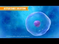 Cell Transport and Solutions