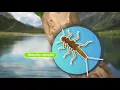 Waterbug Census citizen scientists