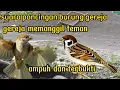 Download Lagu suara pancingan burung gereja ||gereja memanggil teman