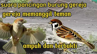 suara pancingan burung gereja gereja memanggil teman
