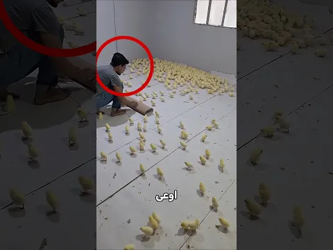 لا تنم في غرفة مليئة بالكتاكيت!⭕🐣