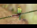 Birds Singing Without Music - 24 Hours Relaxing Bird Singing, Relieving Stress and Anxiety