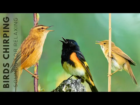 Download MP3 Birds Singing Without Music - 24 Hours Relaxing Bird Singing, Relieving Stress and Anxiety