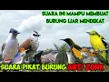 Download Lagu SUARA PIKAT BURUNG ANTI ZONK