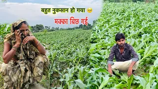 तेज बारिश 🌧️ अंधी से मक्का की फसल बर्बाद हुई 😭 पुराने दिन याद आ गए 