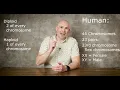 Introduction to Human Chromosomes