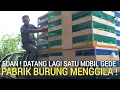 Download Lagu REVIEW TOP ! OBRAL BURUNG MASUK 1 MOBIL DI TANGGAL MUDA HARI INI PASAR BURUNG PRAMUKA LEWAT DULU