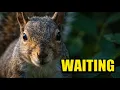 Why Your Backyard Friend Waited All Day to See You