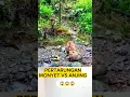 Download Lagu Pertarungan Monyet vs Anjing #shortvideo #animals