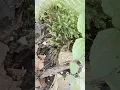 Download Lagu What bugs should i add in this terrarium