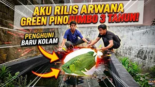 TERNIAT! AKU HUNTING IKAN PREDATOR SEHARGA 1 JUTA TUK JADI PENGHUNI KOLAM BARU