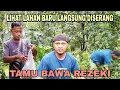 Download Lagu LIHAT LAHAN BARU LANGSUNG DISERANG || TAMU BAWA REZEKI