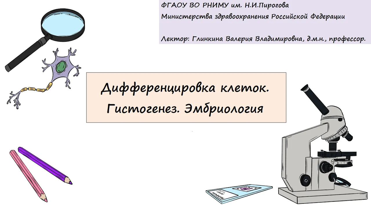 Гистология. Глинкина В.В. РНИМУ им. Н.И.Пирогова (4 тема)