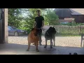 190lb Boerboel and 144lb Cane corso