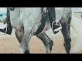 Download Lagu Never Forget You || Dressage Edit