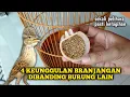 Download Lagu KEUNGGULAN PELIHARA BURUNG BRANJANGAN DIBANDING PELIHARA BURUNG LAIN