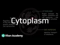 Cytoplasm Cell Structure and Function Grade 9 Biology Khan Academy