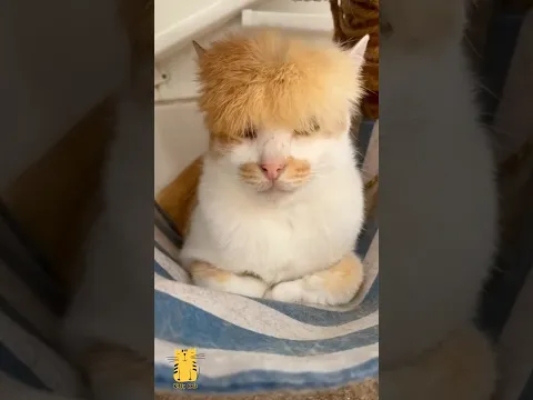 😻 This Is Peak Cat Behavior! 😹 #shorts #funny #cats