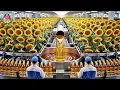 Lagu How Sunflower Seeds Oil Is Made | Amazing Step-by-Step Sunflower Oil Extraction in Modern Factories