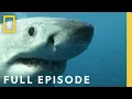 Seals Subs and Suits of Armor Sharks That Eat Everything Full Episode