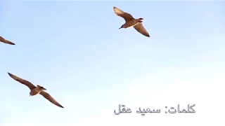 ماجدة الرومي   سوف نبقى                                      دندنها