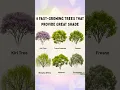 Download Lagu 6 Fast Growing 🌳 Shady Trees - Weeping Willows #plants #learnsomedaily #naturevocabulary #shorts