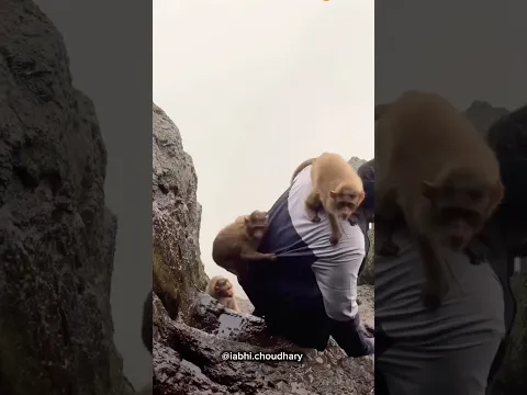 Dog in danger 😳 #shorts #youtubeshorts #viralvideo #trending #maharashtra #hariharfort