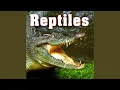 Baby Alligator Calling