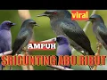 Download Lagu Suara pikat srigunting abu ribut 1 jam nonstop