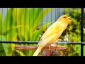 Download Lagu Lang speel kanary zingen voor effectieve stemtraining 1 uur