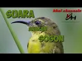 Download Lagu suara anak sogok ontong #sriganti #sogonmania