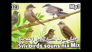 صوت طيور الدخل  دندنها