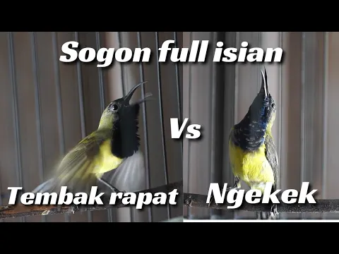 Download MP3 SOGON GACOR NGLEPER‼️sogon gacor full isian‼️COCOK UNTUK MASTERAN SOGON BAHAN