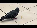 Download Lagu Dumb idiot pigeon doesn’t know how to eat