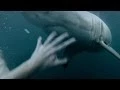 Download Lagu GoPro: Man Fights Off Great White Shark In Sydney Harbour