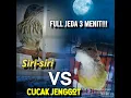 Download Lagu Masteran trotol murai batu super jernih,jeda 3 menit!!