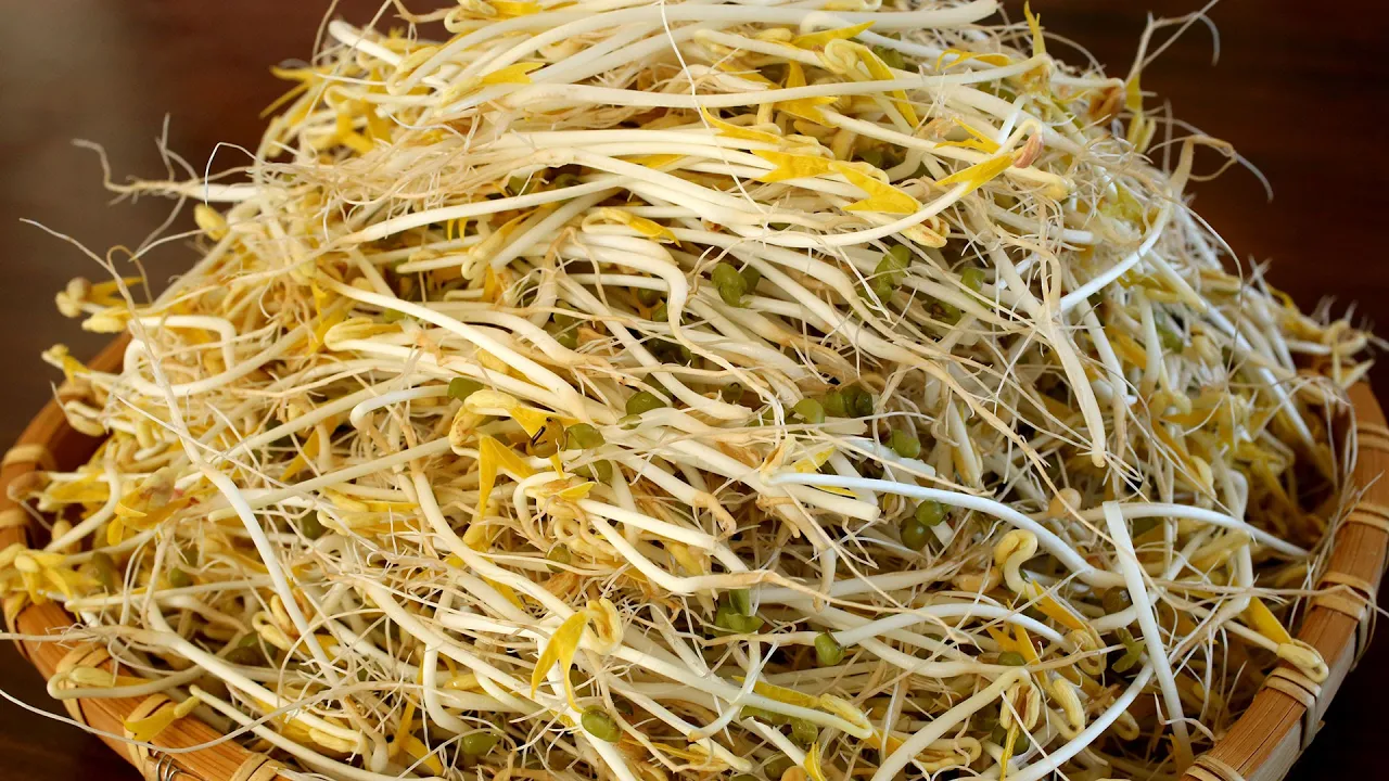 How to grow mung bean sprouts (Sukju-namul: )