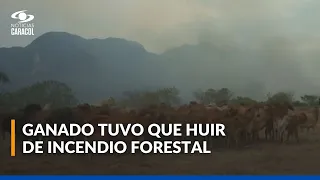 Angustiosa situación en finca de San Luis, Tolima, por incendios: ganado se desplomó al evacuar