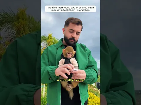 Two orphaned baby monkeys #money #rescue #wildlife #animals #cute #lovestory #animalfriendship #love
